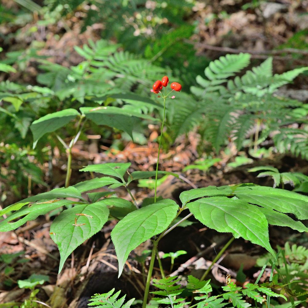 Discover the Benefits of Wild American Ginseng Plus Tips and Tricks