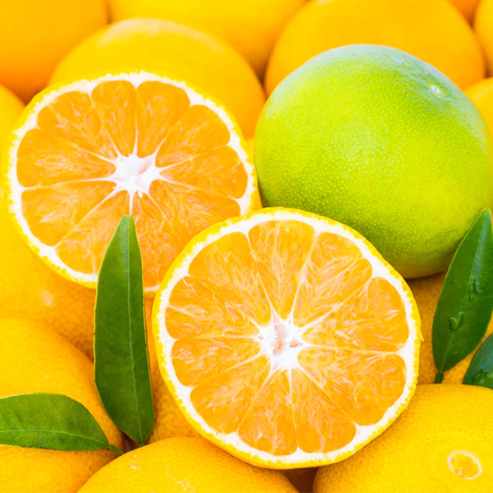 Trái cây mùa đông tốt nhất! Tìm hiểu các loại clementine khác nhau của Hàn Quốc